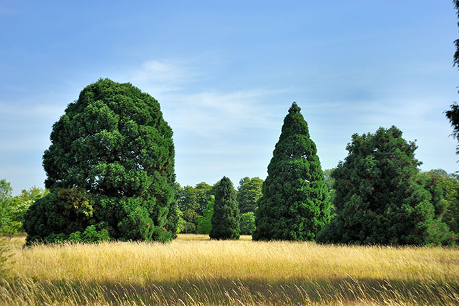 Arboretum de Chèvreloup - © F.-G. Grandin